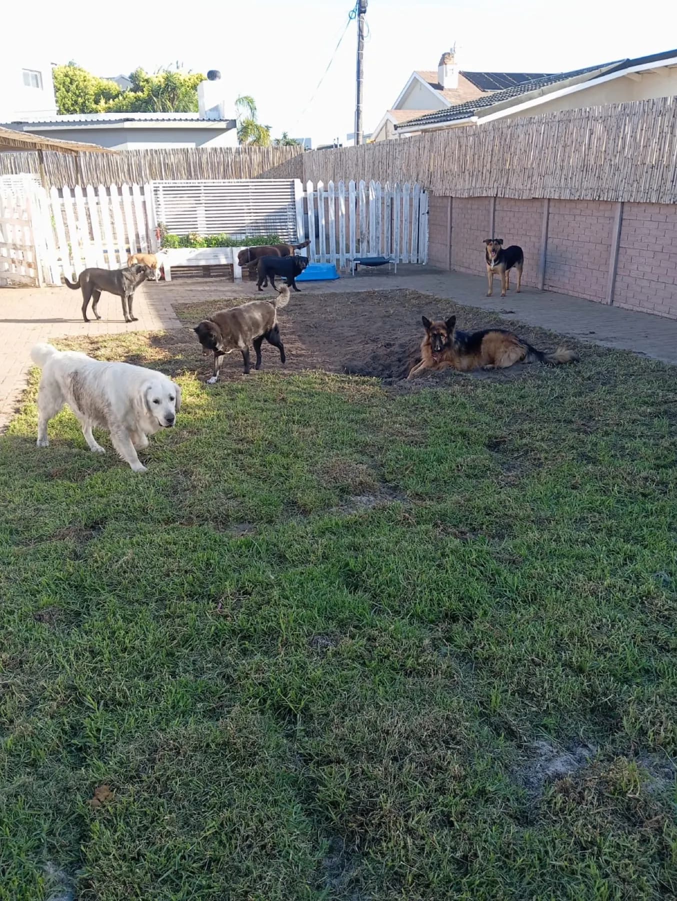 Dogs playing and resting in the outdoor yard at Milnerton Dog Den