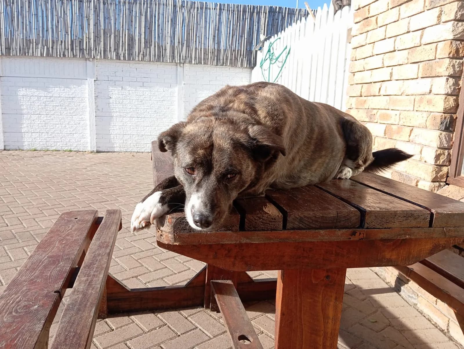 A brindle dog resting on a picnic table at Milnerton Dog Den