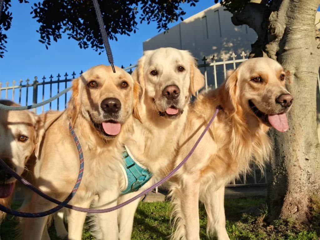 Four Golden Retrievers on lead enjoying a sunny pack walk with Milnerton Dog Den