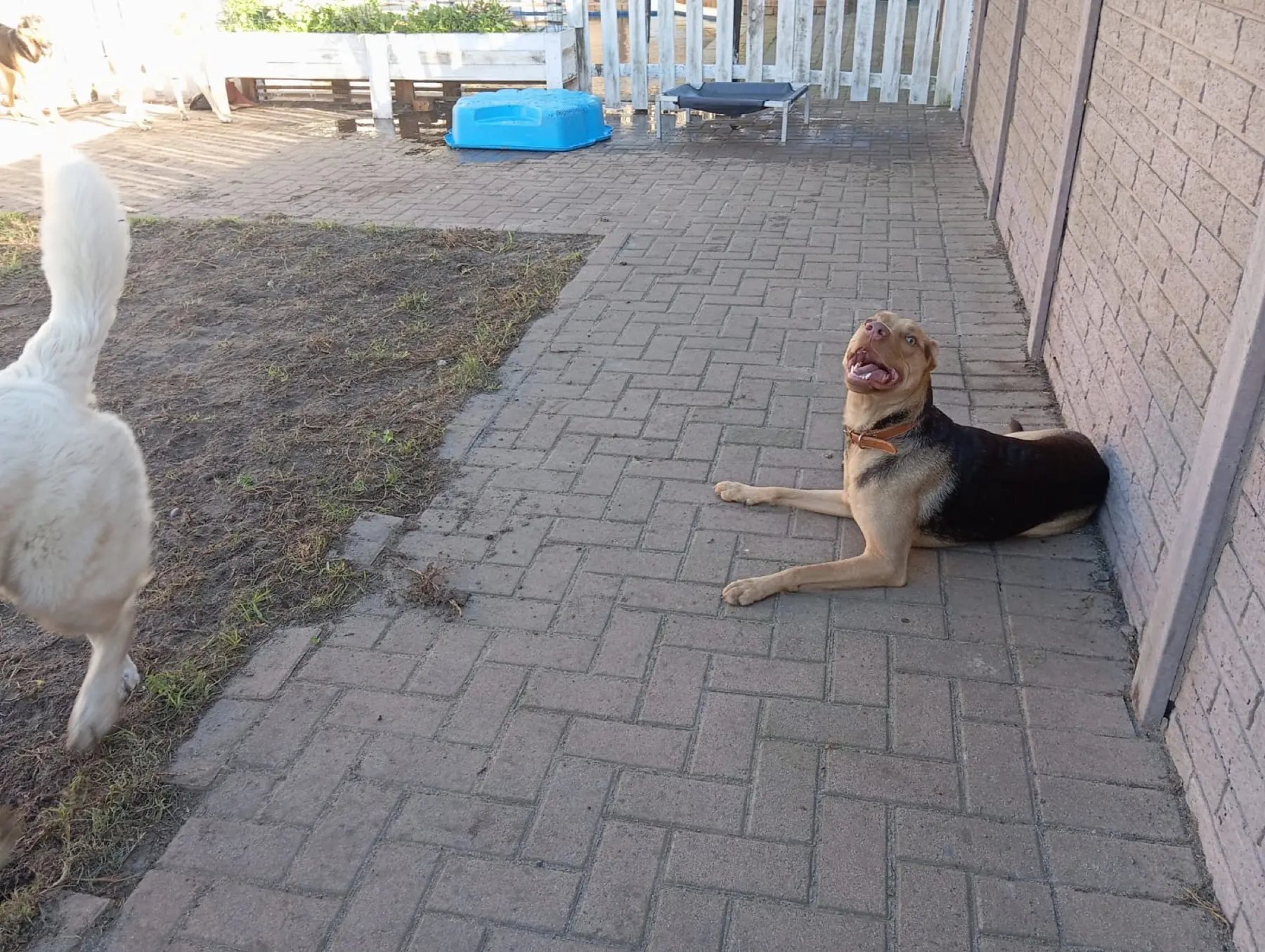 A happy dog resting on the patio during a calm break at Milnerton Dog Den