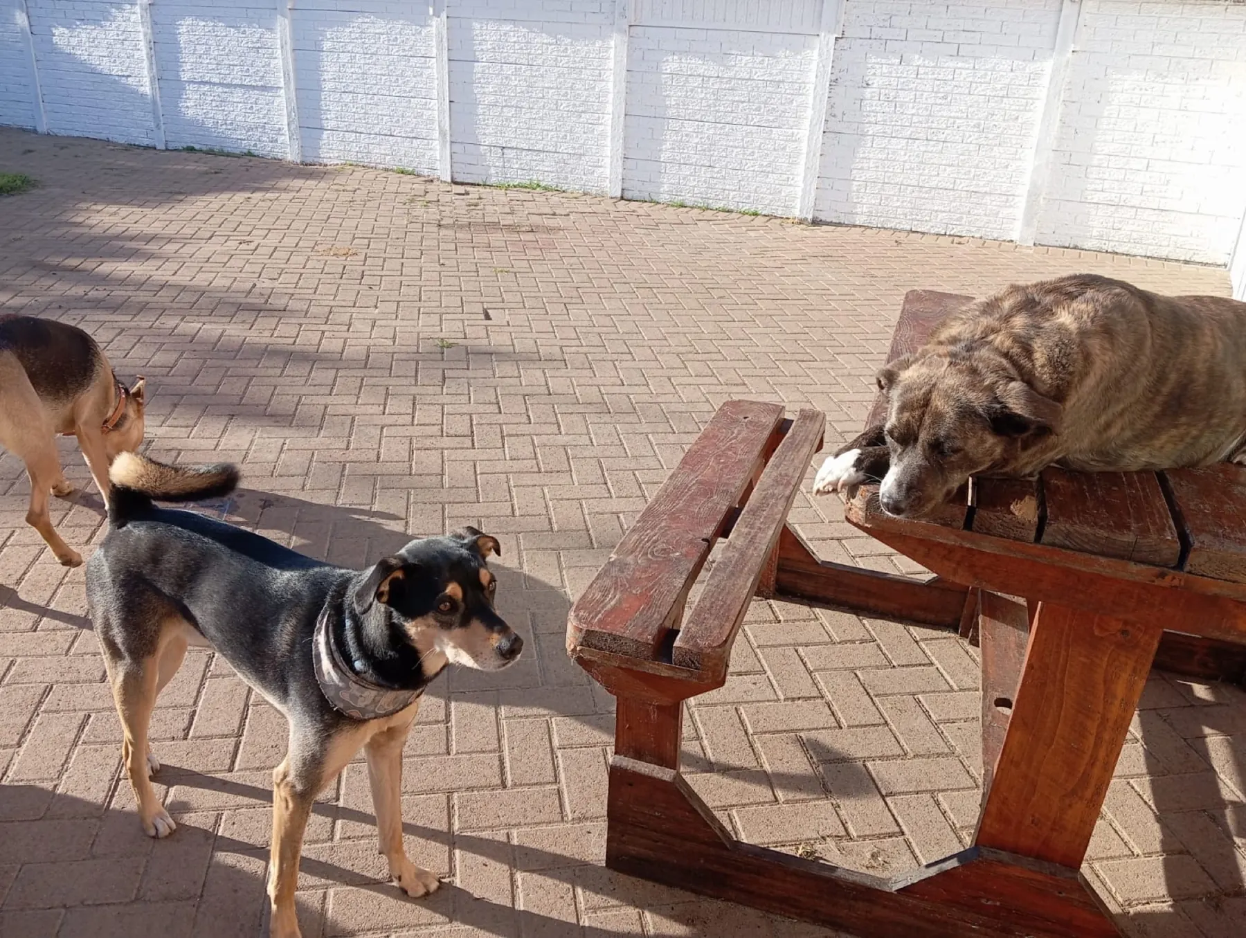 Dogs socialising on the sunny patio at Milnerton Dog Den
