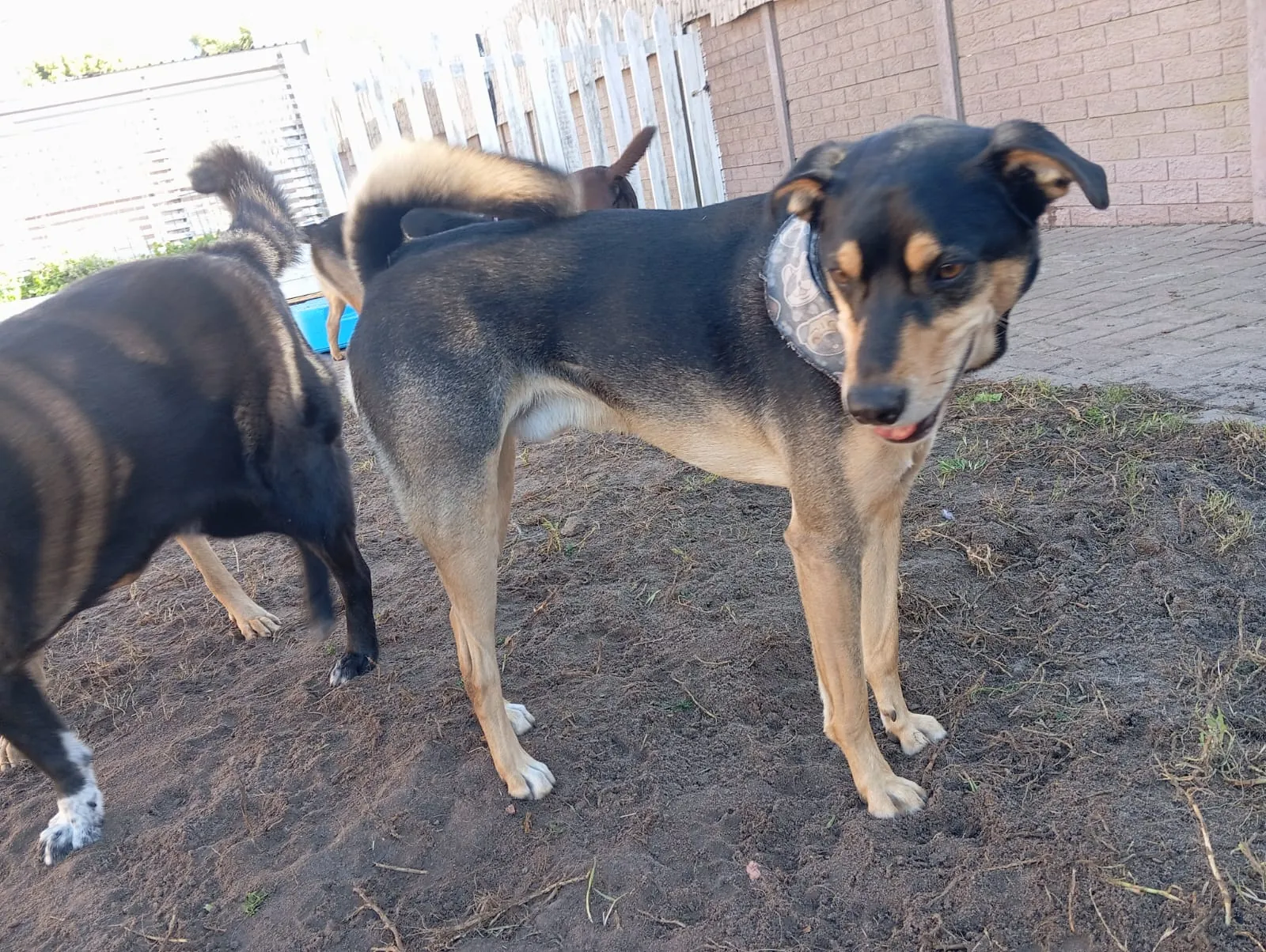 A black and tan dog wearing a bandana in the yard at Milnerton Dog Den