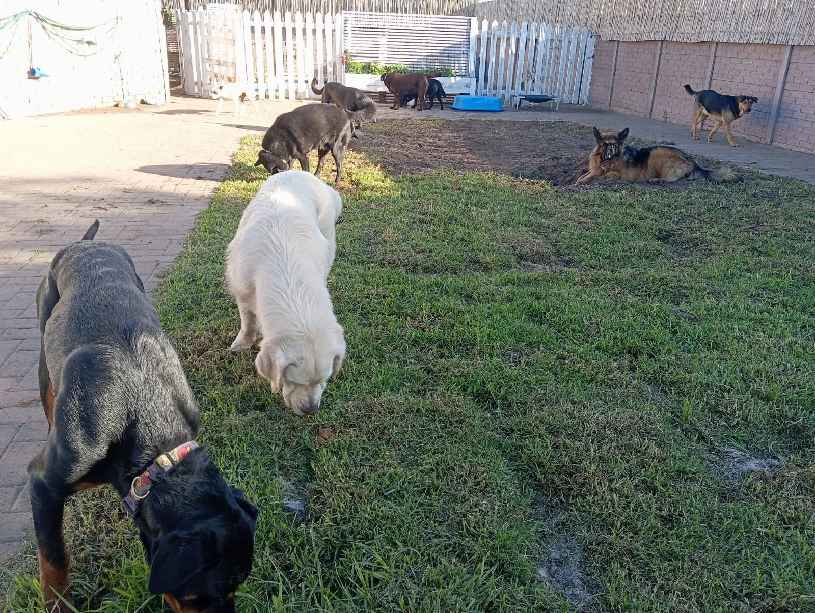 Several dogs socialising in the outdoor play yard at Milnerton Dog Den