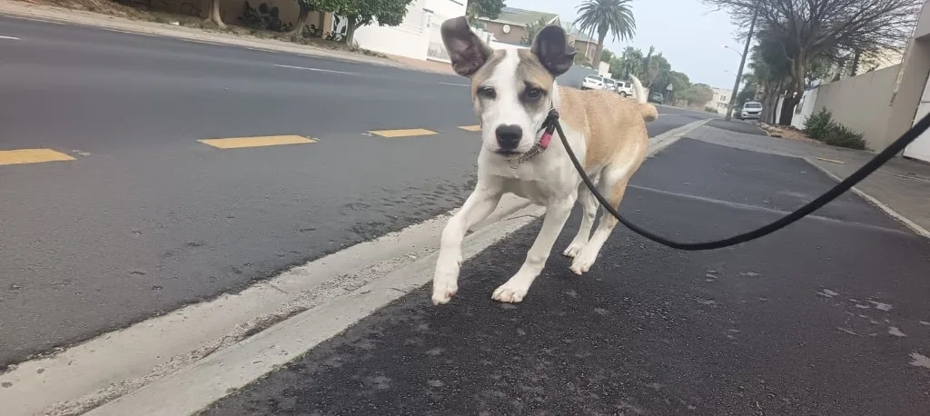 An energetic puppy walking on lead along a suburban sidewalk during a Milnerton Dog Den outing