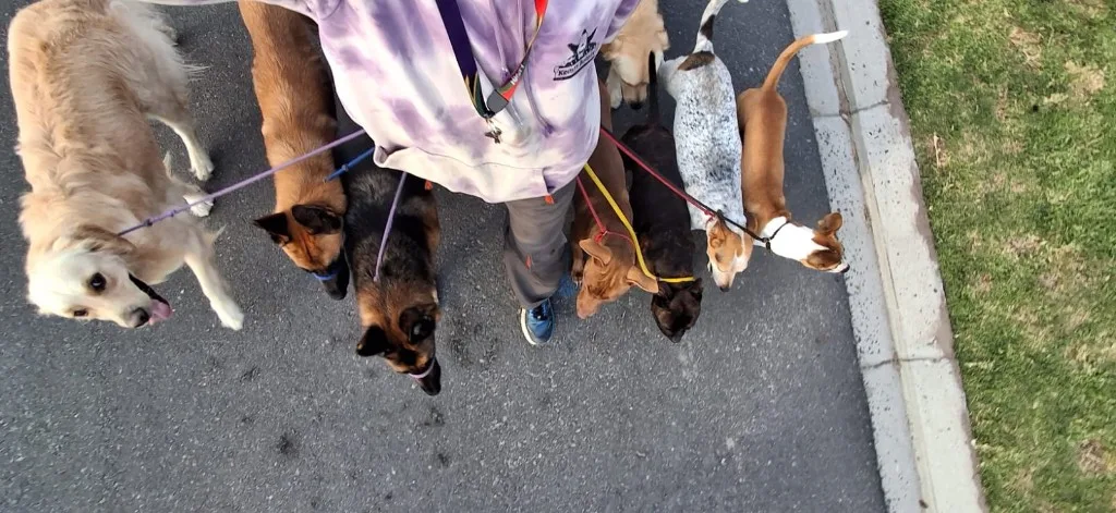 A handler's view of a pack of dogs on leashes during a supervised walk at Milnerton Dog Den