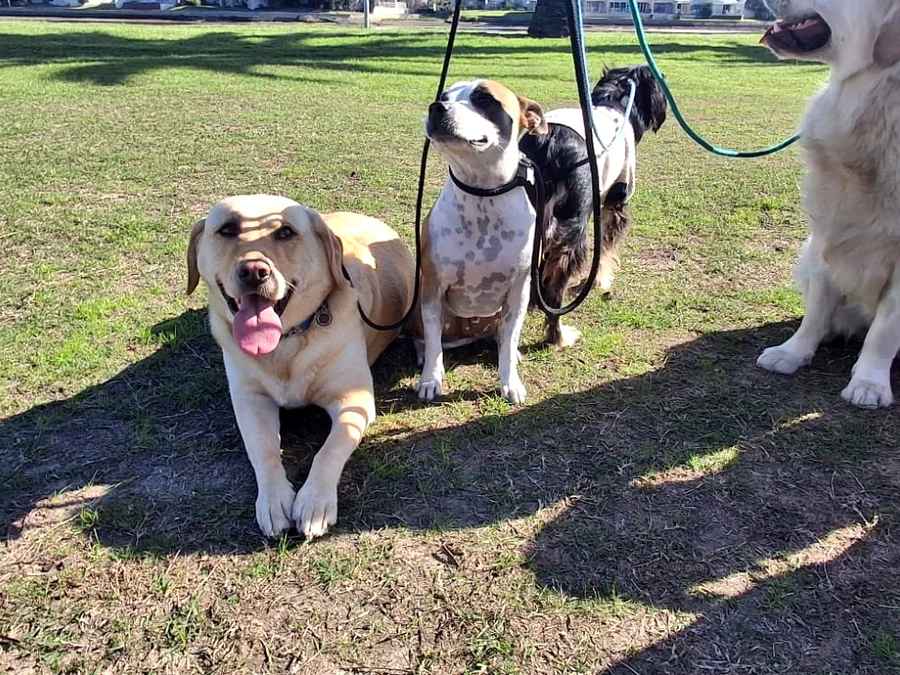 Dogs resting and socialising in the yard at Milnerton Dog Den