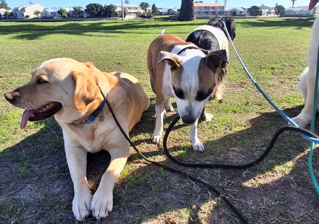 A group of dogs resting together on a pack walk