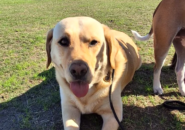 Dog enjoying a sunny walk on the green