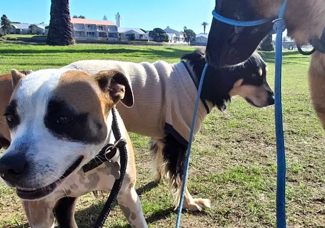 Two dogs playing together on the patio
