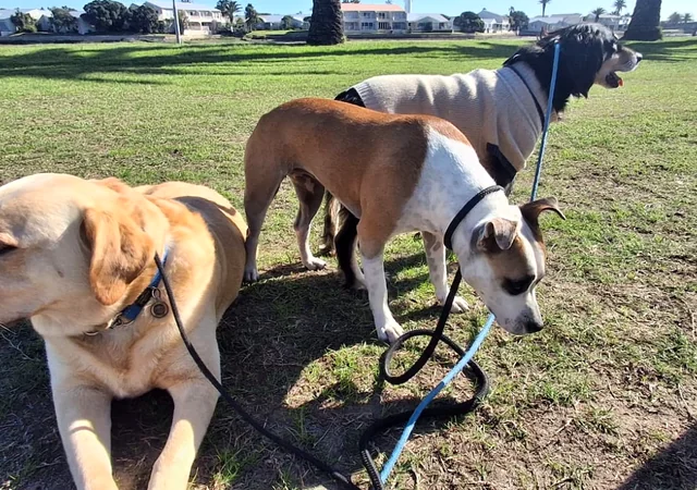 Happy dog on a walk with the pack