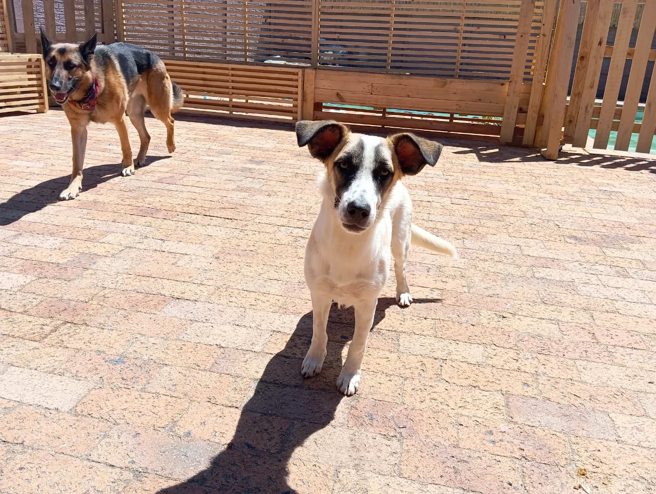 Dogs walking together on lead