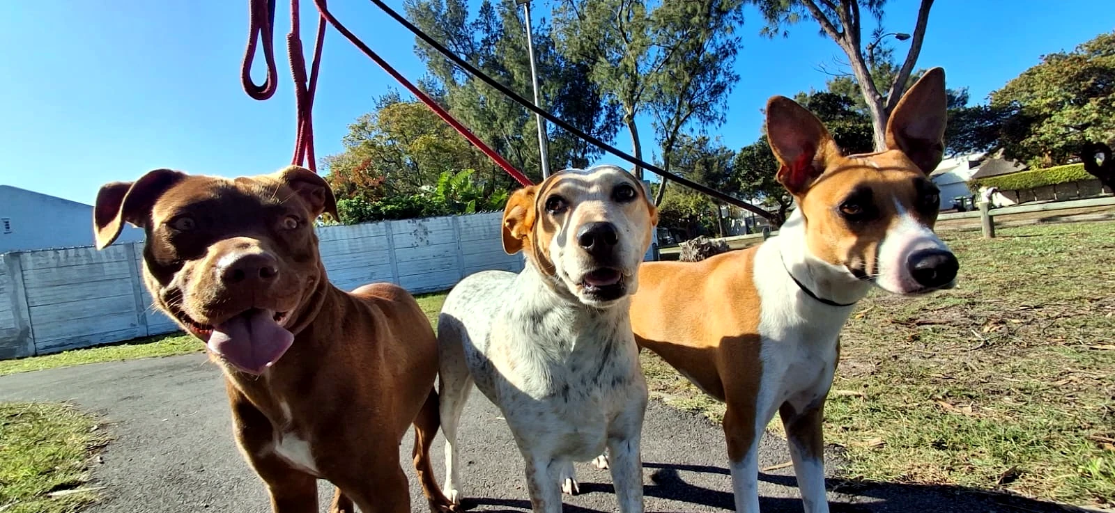 Pack walk at Milnerton Dog Den