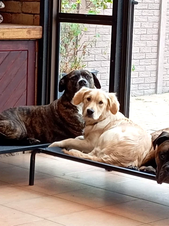 Homely indoor rest space at Milnerton Dog Den between play sessions